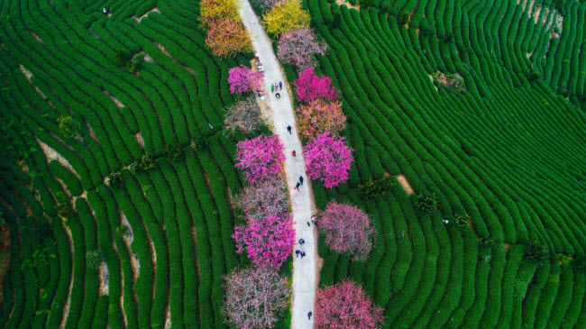 Những cây hoa anh đào khoe sắc rực rỡ trên một nông trường chè ở thị trấn Long Nham, tỉnh Phúc Kiến, Trung Quốc.