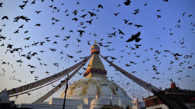 Chim bồ câu bay trên nhà trưng bày nghệ thuật Boudhanath Stupa ở thành phố Kathmandu, Nepal.