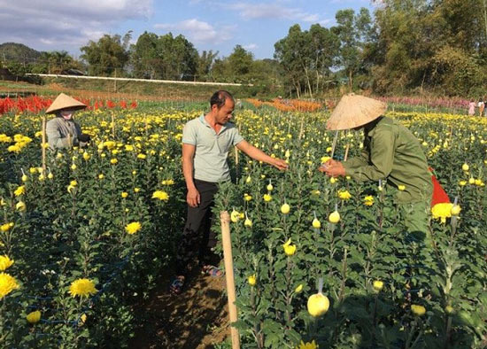 Trồng 1ha hoa lay ơn, cúc, lãi 600 triệu/năm - 1