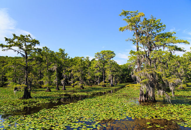 Hồ Caddo: Nằm ở phía đông Texas, hồ Caddo nổi bật với những hàng cây bách xoắn của Tây Ban Nha được trồng trên vùng đất ngập nước, hồ này chỉ đi được bằng thuyền kayak. Hồ được tạo ra từ năm 1100 đến năm 1200 sau công nguyên - đây là một trong những hồ nước tự nhiên được hình thành ở Texas.