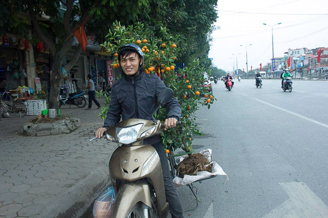 Theo chân &#34;thợ săn&#34; quất héo đi xin cây về trồng lại, đợi &#34;hái tiền&#34; - 2