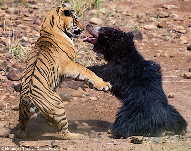 Video: Kịch chiến giữa hổ và gấu, kết thúc đầy bất ngờ - 1