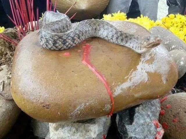 Di chuyển con rắn khỏi ngôi mộ vô danh ở Quảng Bình