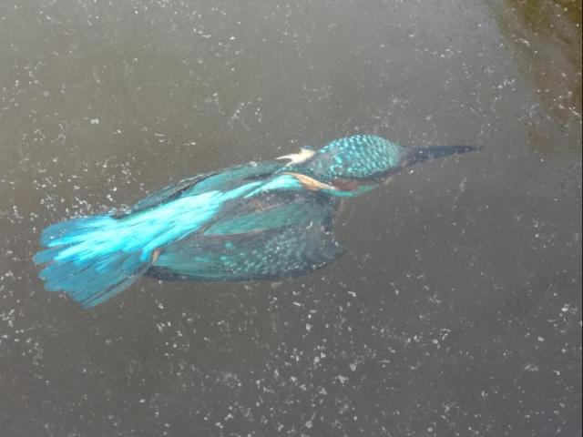 Hà Lan: Lặn xuống nước săn mồi, chim bói cá bị đông cứng trong băng