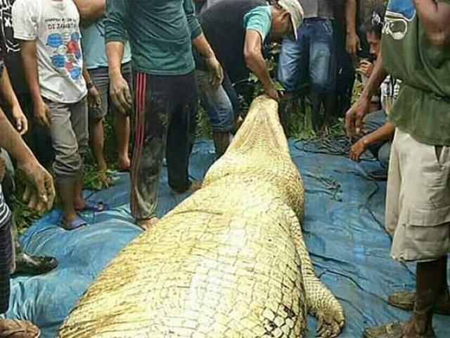 Mổ bụng cá sấu khổng lồ dài 6m, đau xót khi nhìn thấy bên trong
