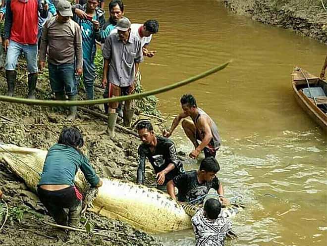 Mổ bụng cá sấu khổng lồ dài 6m, đau xót khi nhìn thấy bên trong - 3