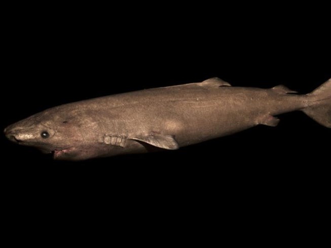 Bí ẩn loài cá mập sống thọ hơn 500 năm tuổi - 1