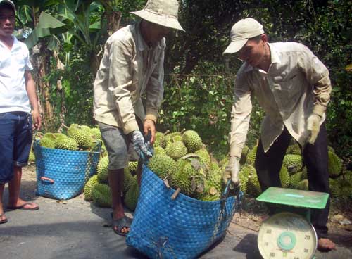 Thu hàng tỷ đồng từ nuôi gà nòi, trồng sầu riêng, cây mật cật... - 2