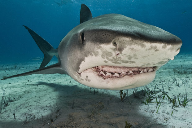Loài cá mập sống cách đây 250 triệu năm được tìm thấy dưới biển - 1