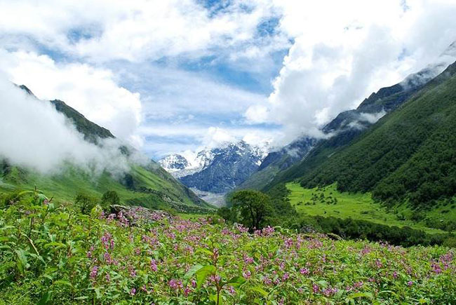 Thung lũng hoa Uttaranchal: Dãy Himalayan vĩ đại là ngôi nhà của hầu hết các động vật kỳ lạ cùng hệ thực vật phong phú, và còn là một cánh đồng rộng lớn cho các loài hoa lạ mang vẻ đẹp tự nhiên rực rỡ sinh sôi và phát triển.