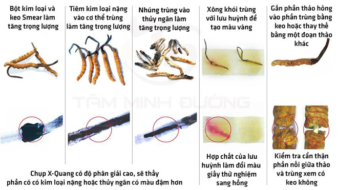 Đông Trùng Hạ Thảo là gì? Thực phẩm tiền tỷ khiến quý ông Săn Lùng - 3