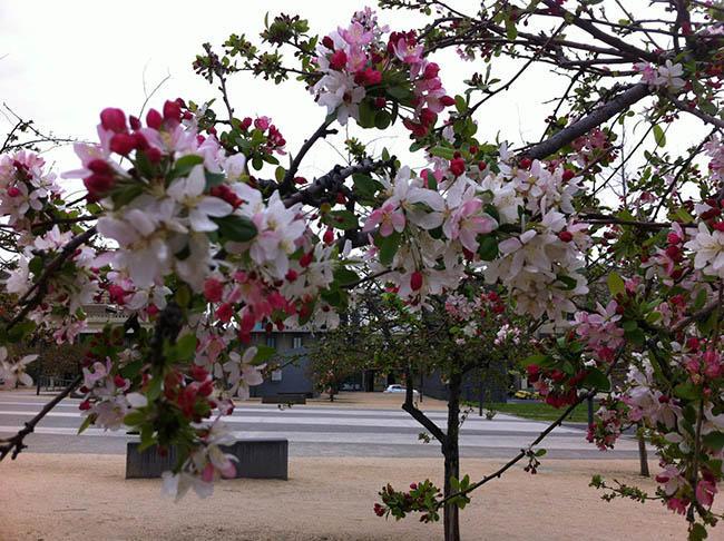 Một buổi trưa nắng trên quảng trường đại học Melbourne.