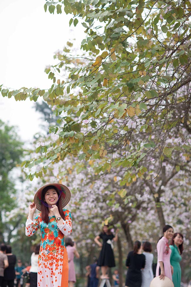 Tháng 3 về, hoa ban lại nở rộ hai bên đường Bắc Sơn, Hoàng Diệu (Hà Nội).
