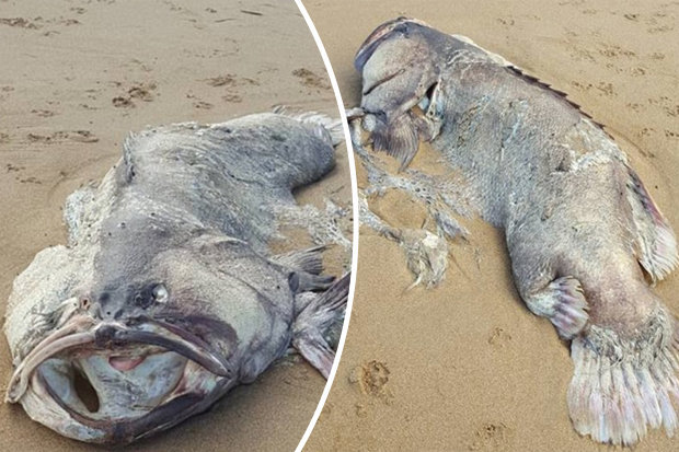 Xác “quái vật” biển nặng 1,5 tạ trôi dạt vào bờ biển Úc - 1