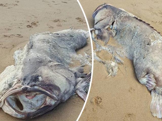 Xác “quái vật” biển nặng 1,5 tạ trôi dạt vào bờ biển Úc