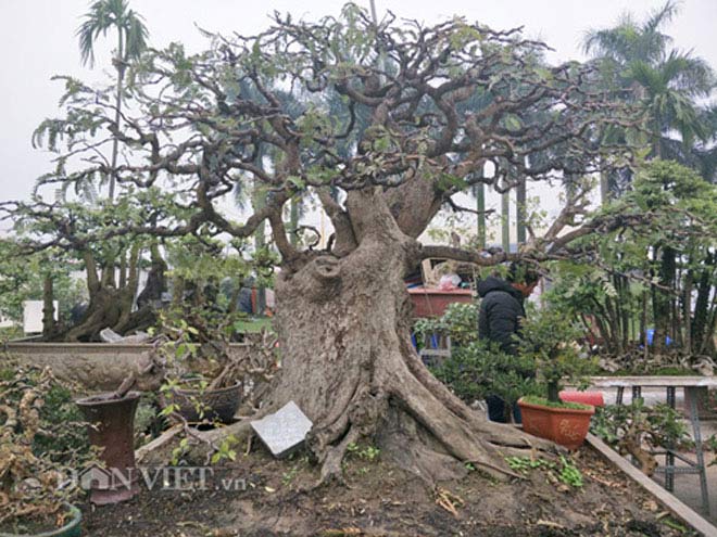 &#34;Cụ&#34; me bonsai trăm tuổi được rao bán gần 200 triệu ở Đồng Nai - 4