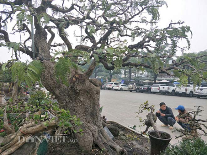 &#34;Cụ&#34; me bonsai trăm tuổi được rao bán gần 200 triệu ở Đồng Nai - 5