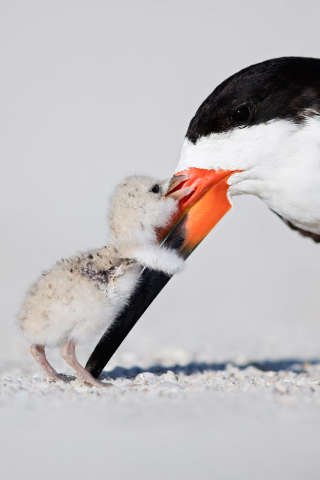 Chim mẹ chăm sóc con nhỏ lúc bình minh ở bang Florida, Mỹ. Ảnh: Thomas Chadwick