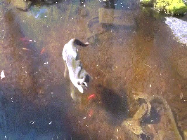 Hài hước mèo bắt cá dưới mặt nước đóng băng
