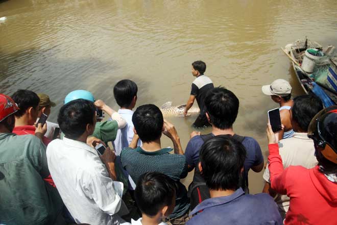 Theo chân thợ săn cá &#34;khủng&#34;, từng 2 lần được lộc trời ban ở Sài Gòn - 19