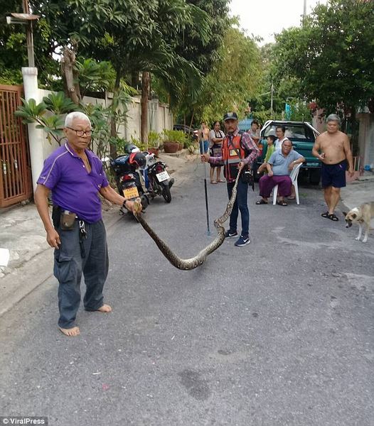 Thái Lan: Nghe tiếng động lạ trong tường, lôi ra trăn khổng lồ 4,5m - 2