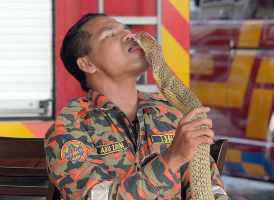 Malaysia: Chuyên gia bắt rắn bị hổ mang chúa khổng lồ cắn chết - 1