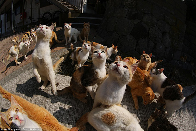 Những hình ảnh đáng kinh ngạc được chụp bởi nhiếp ảnh gia Kei Nomiyama cho thấy hàng trăm con mèo đang lượn lờ đi xung quanh hòn đảo này.