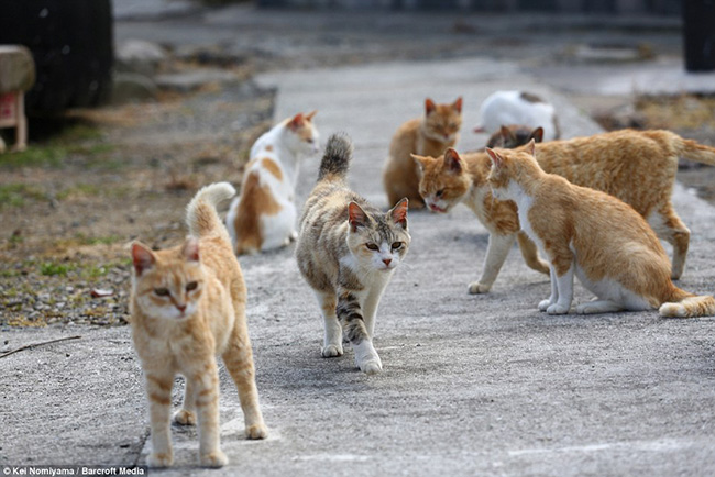 Kei cũng cho biết thêm, số lượng mèo đã bắt đầu gia tăng mạnh từ cách đây 10 năm trong khi số lượng cư dân lại suy giảm và không có ai ngăn cản việc sinh sản này. Sự gia tăng lớn của mèo đã trở thành một gánh nặng lớn trong những năm gần đây cho hòn đảo nhỏ...