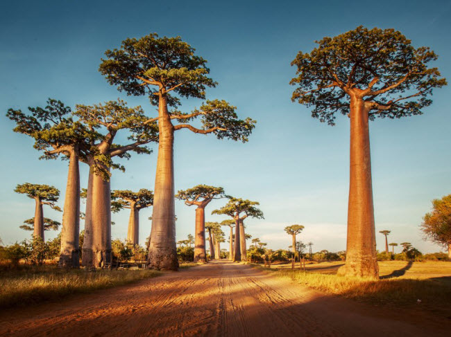 Đại lộ Baobabs, Madagascar: Những cây Baobab trông như đến từ hành tinh khác. Hãy khám phá kiệt tác của thiên nhiên này dọc tuyết đường Baobab dài 16 km ở Madagascar.