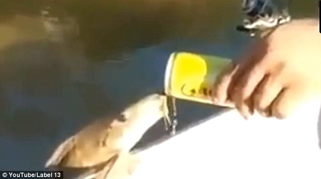 Kì dị cảnh cá trèo lên mạn thuyền uống bia ừng ực - 1