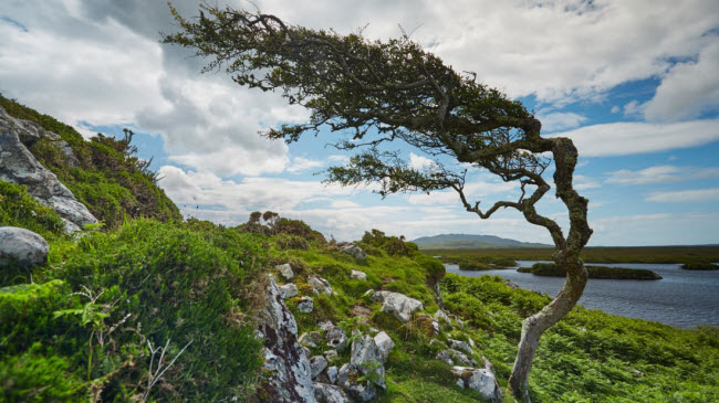 Connemara, Galway: Connemara là một trong những khu vực ở Ireland chỉ sử dụng tiếng bản địa. Dân số của quốc gia này khoảng 4,6 triệu người, nhưng chỉ có 83.000 người sử dụng tiếng Ireland.