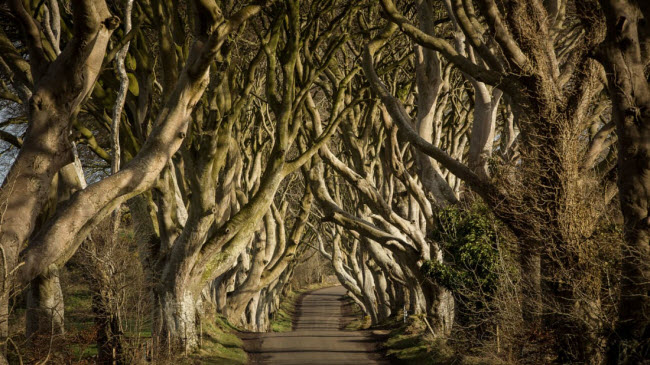 Dark Hedges, Antrim: Nổi tiếng với vẻ đẹp ma mị của hàng cây sồi cổ thụ được trồng từ thế kỷ thứ 18, con đường cây Dark Hedges thu hút hàng nghìn lượt khách đến tham quan mỗi năm.