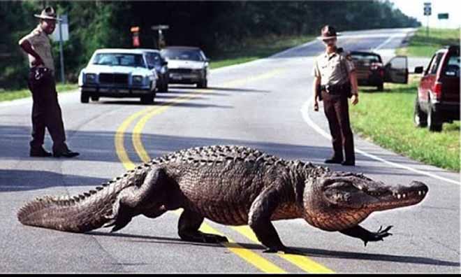 Cá sấu khổng lồ bị bắn chết vì chặn cổng bệnh viện, đe dọa người