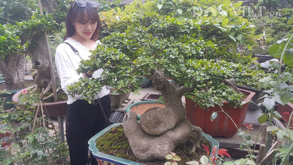 Bất ngờ: Một cây duối bonsai 40 tuổi gốc cực dị được trả 300 triệu - 4