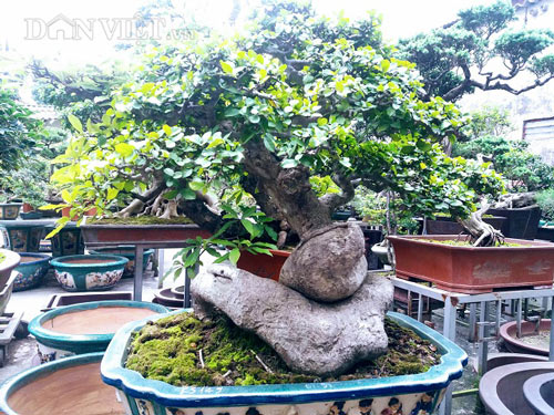 Bất ngờ: Một cây duối bonsai 40 tuổi gốc cực dị được trả 300 triệu - 6