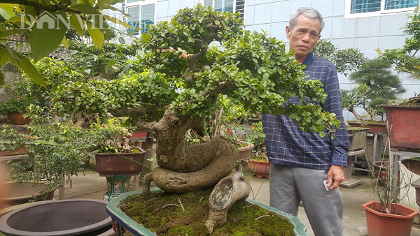 Bất ngờ: Một cây duối bonsai 40 tuổi gốc cực dị được trả 300 triệu - 7