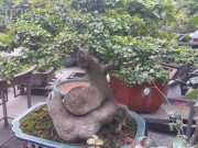 Thị trường - Tiêu dùng - Bất ngờ: Một cây duối bonsai 40 tuổi gốc cực dị được trả 300 triệu