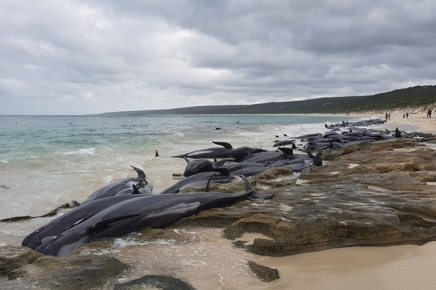 Hãi hùng cảnh 150 cá voi đồng loạt trôi dạt bờ biển Úc - 1