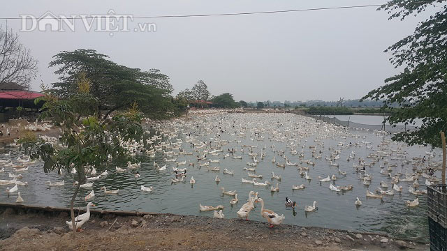 Nuôi đàn vịt đẻ siêu cao cổ 20.000 con, lãi 600 triệu/năm - 2