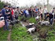 Tin tức trong ngày - Cho chó cắn xé lợn rừng đến chết: Người chơi chó chọi coi đó là điều bình thường