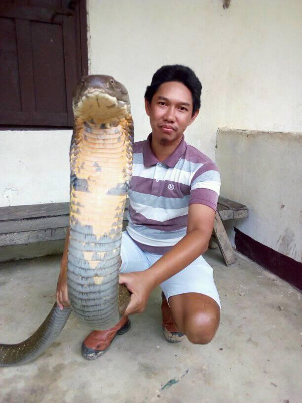 Shocked with never-before-seen giant king cobra in Indonesia - 2