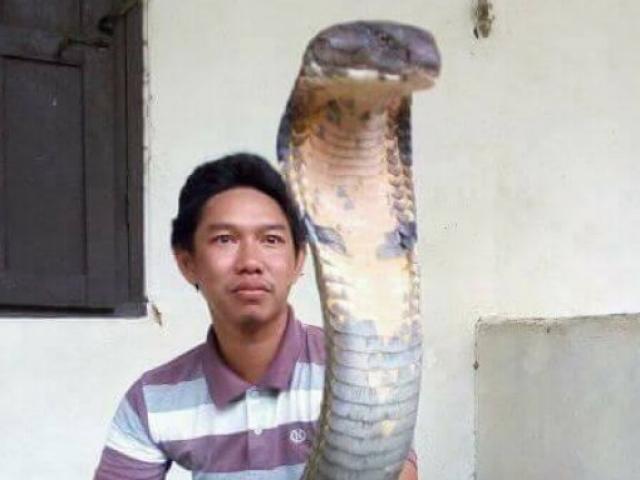 Sốc với hổ mang chúa khổng lồ chưa từng thấy ở Indonesia