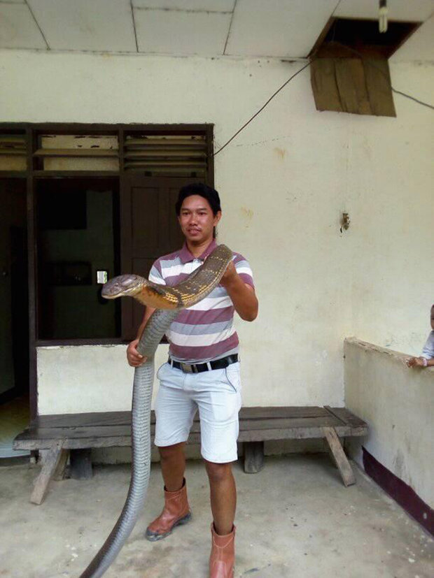 Shocked with never-before-seen giant king cobra in Indonesia - 3