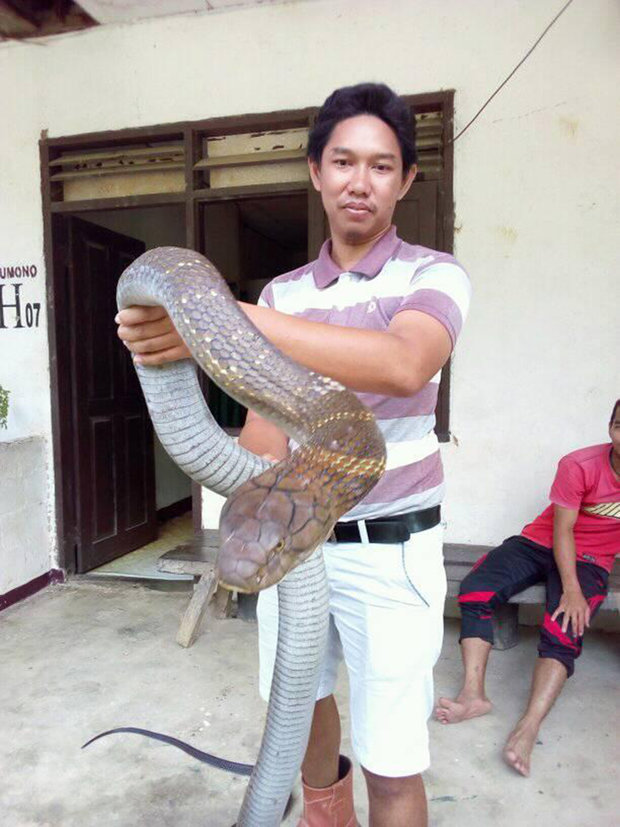 Shocked with never-before-seen giant king cobra in Indonesia - 4