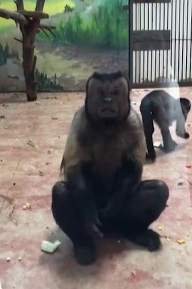 Video: Khỉ mặt giống hệt người khiến khách tham quan ngỡ ngàng - 1