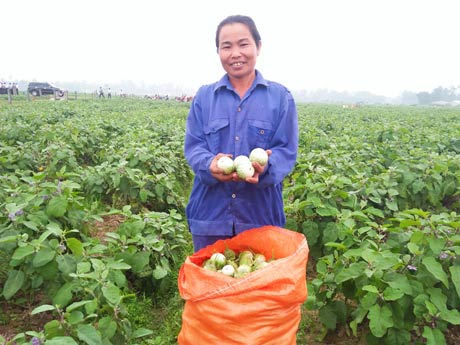 Cà dừa bán chạy &#34;như tôm tươi&#34;, thương lái ra ruộng từ bảnh mắt - 2