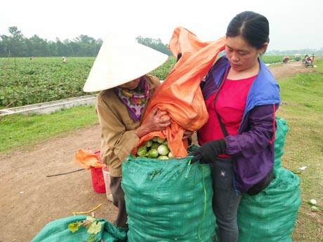 Cà dừa bán chạy &#34;như tôm tươi&#34;, thương lái ra ruộng từ bảnh mắt - 3