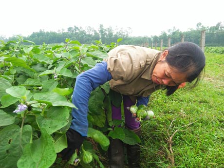 Cà dừa bán chạy &#34;như tôm tươi&#34;, thương lái ra ruộng từ bảnh mắt - 4