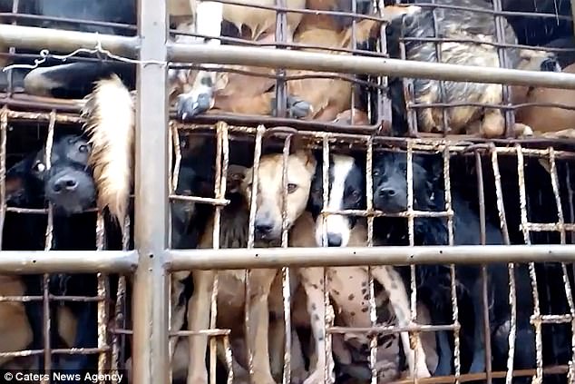 Báo Anh đăng video xe chở đầy chó đi luộc tại Việt Nam - 1