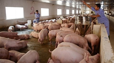 Giá thịt lợn lại giảm mạnh, hộ chăn nuôi đồng loạt treo chuồng - 1